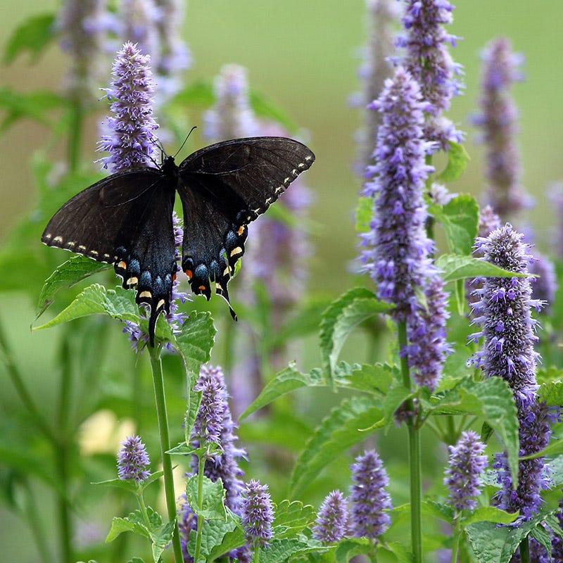 Agastache (Hyssop) Perennial Plants