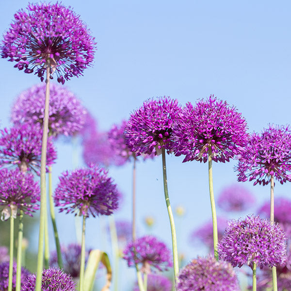 Deer Resistant Fall-Planted Flower Bulbs
