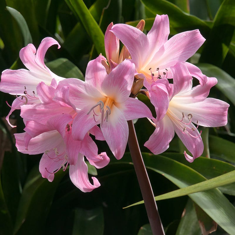 Unique Spring-Planted Flower Bulbs