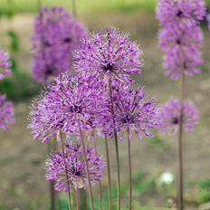 Allium Flower Bulbs