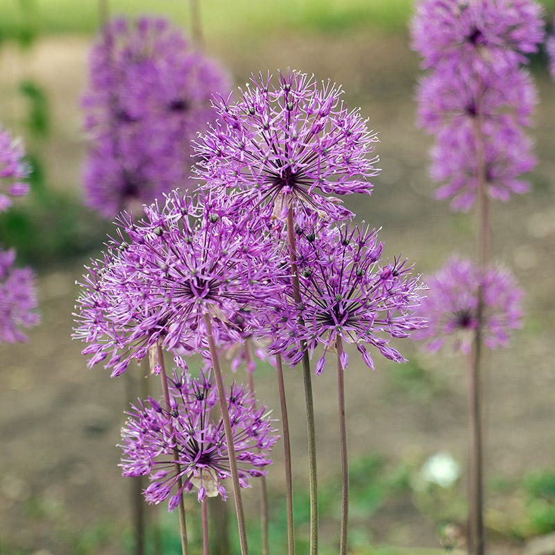 Allium Flower Bulbs