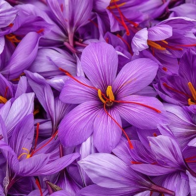 Fall Flowering Crocus Flower Bulbs