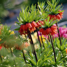 Fritillaria Flower Bulbs