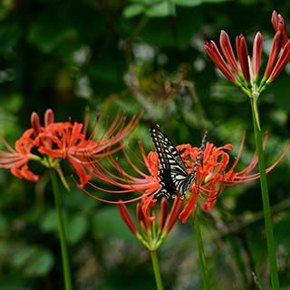 Spider Lily Flower Bulbs