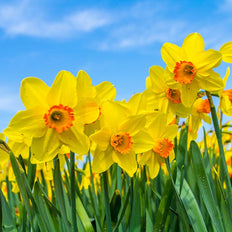 Daffodil Flower Bulbs