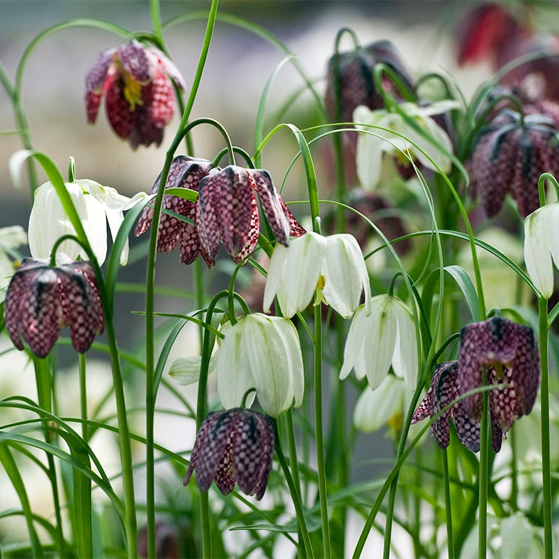 Unique Fall-Planted Flower Bulbs