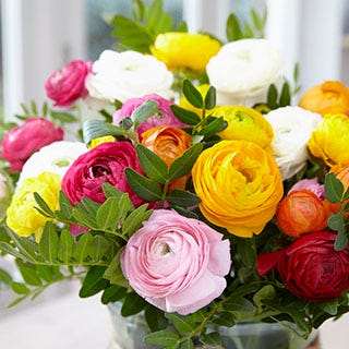 Ranunculus Flower Bulbs
