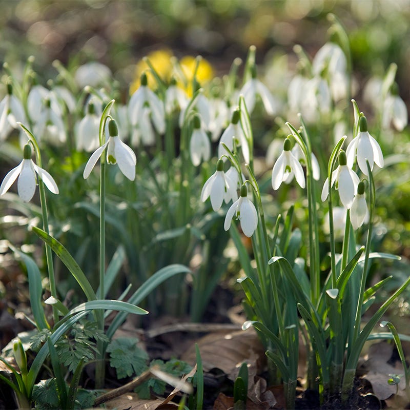 Snowdrop Flower Bulbs