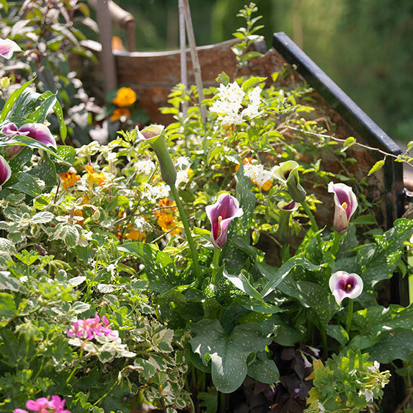 Spring-Planted Flower Bulb Varieties & Solutions
