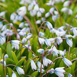 Scilla Flower Bulbs