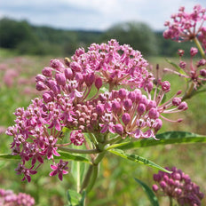 Milkweed & Asclepias Seeds