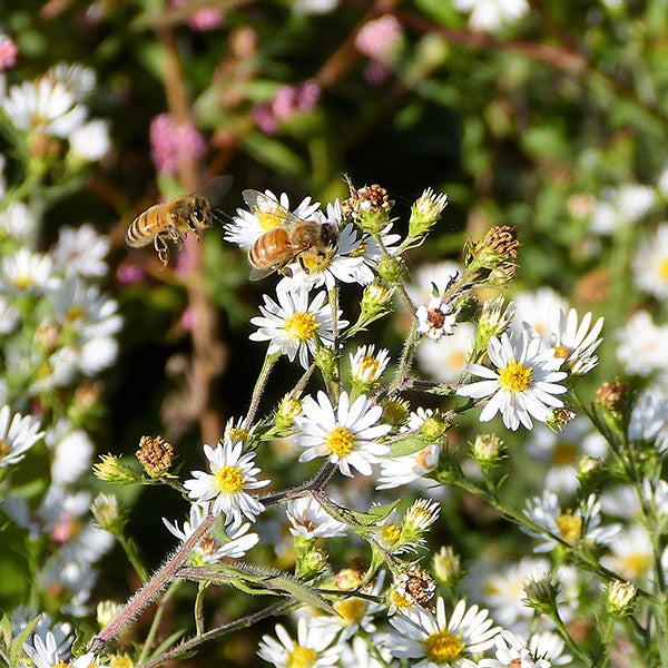 Bee Friendly Perennial Plants