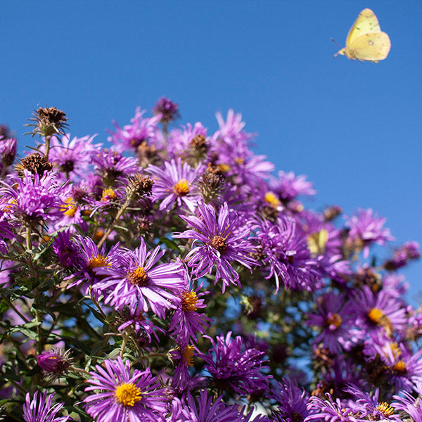 Perennial Plants For Sun