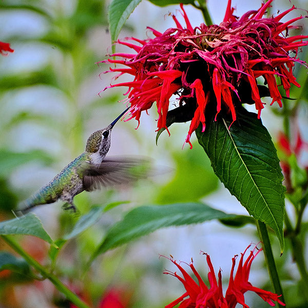 Perennial Plants To Attract Hummingbirds