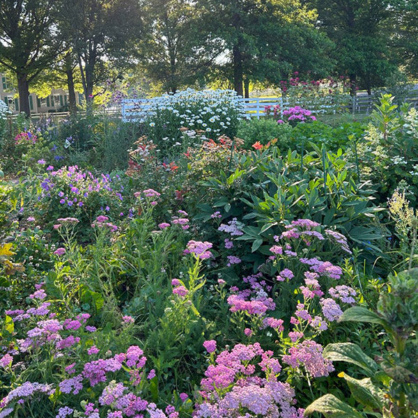Perennial Plants, Flower Bulbs, and Wildflower Seeds On Sale