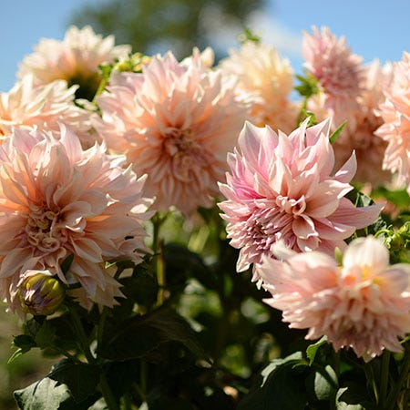 Dinner Plate Dahlia Flower Bulbs