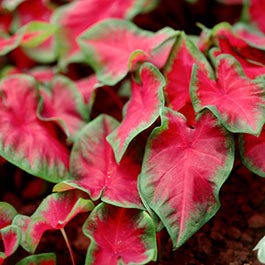 Caladium Flower Bulbs