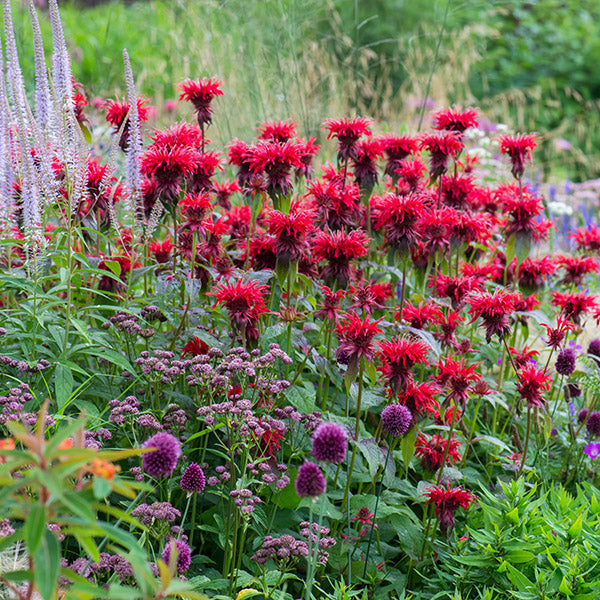 Bulk Perennials Perennial Plants