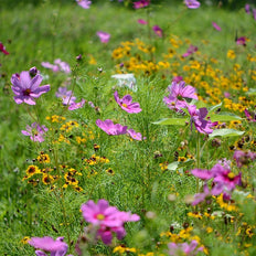 State Wildflower Seed Mixes