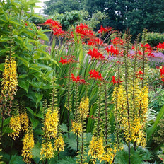 Drought Tolerant Spring-Planted Bulbs