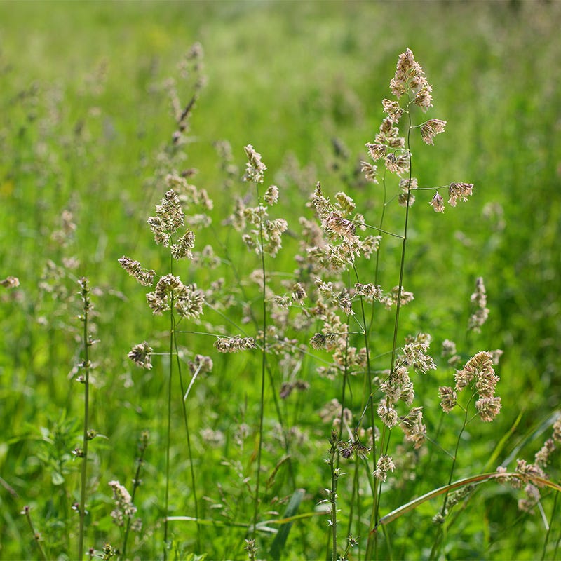 Cool Season Grass Seeds