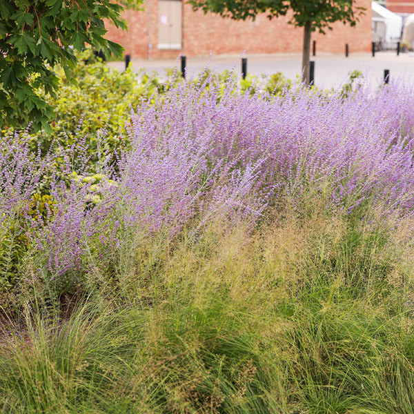 Deer Resistant Wildflower Seeds, Perennial Plants, and Flower Bulbs