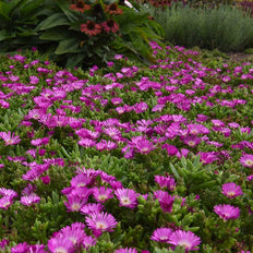 New Perennial Plants