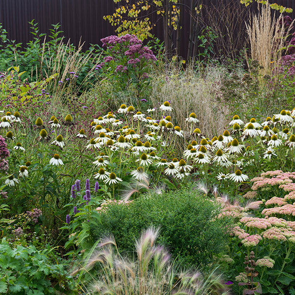Wildflower Seeds, Perennial Plants, and Flower Bulbs For Extreme Weather