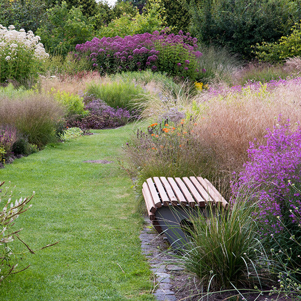 Bestselling Wildflower Seeds, Perennial Plants, and Flower Bulbs
