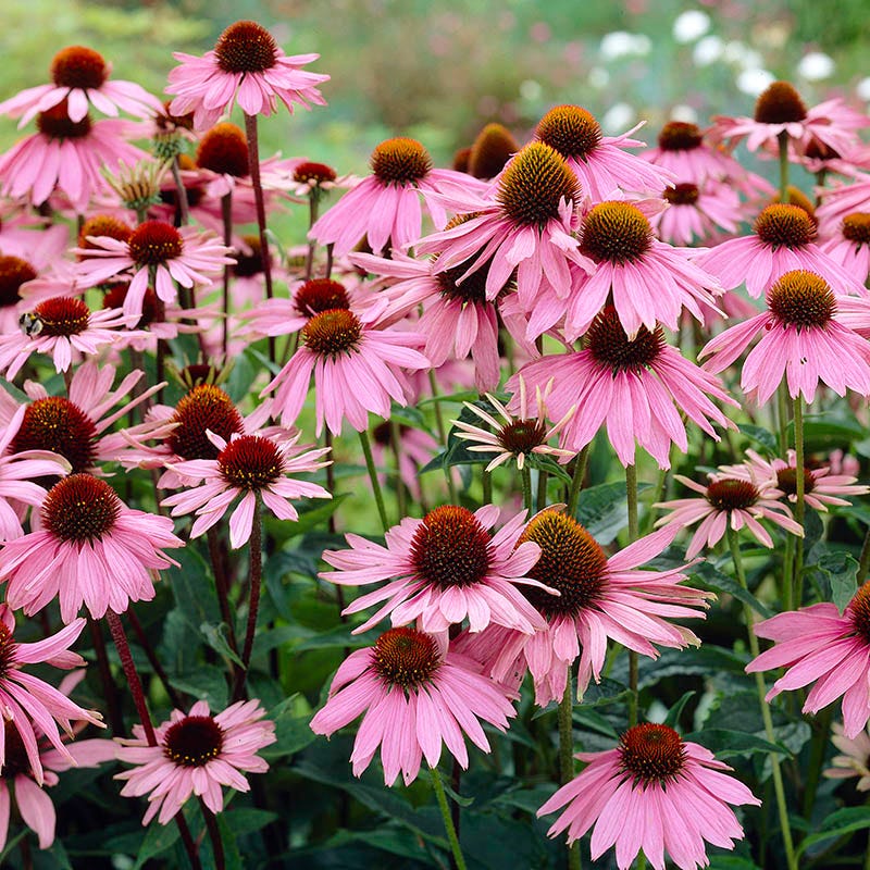 Coneflower (Echinacea) Seeds