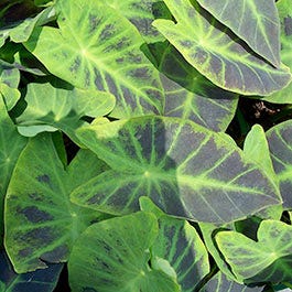 Elephant Ear Flower Bulbs