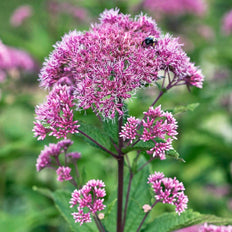 Joe Pye Weed