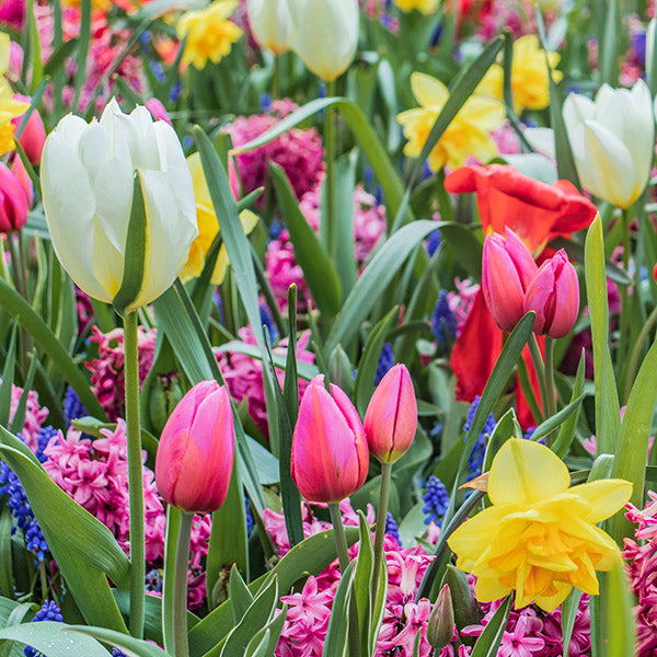Fall-Planted Flower Bulb Varieties & Solutions