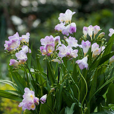 Freesia Flower Bulbs