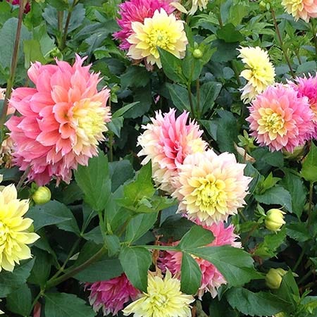 Decorative Dahlia Flower Bulbs
