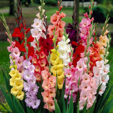 Gladiolus Flower Bulbs