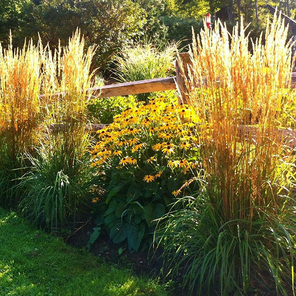 Drought Tolerant Perennial Plants