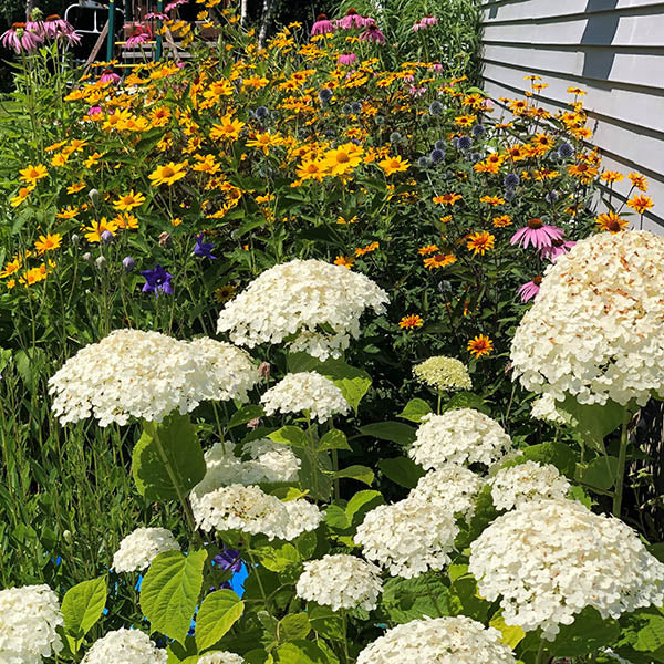 Perennial Plants On Sale