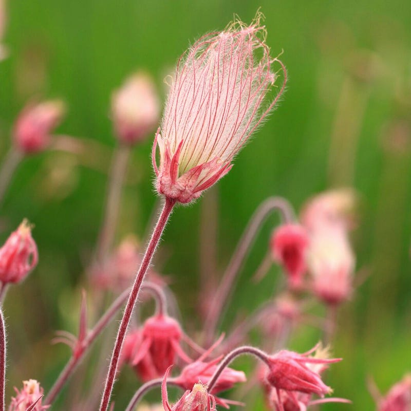 Unique & Rare Wildflower Seeds