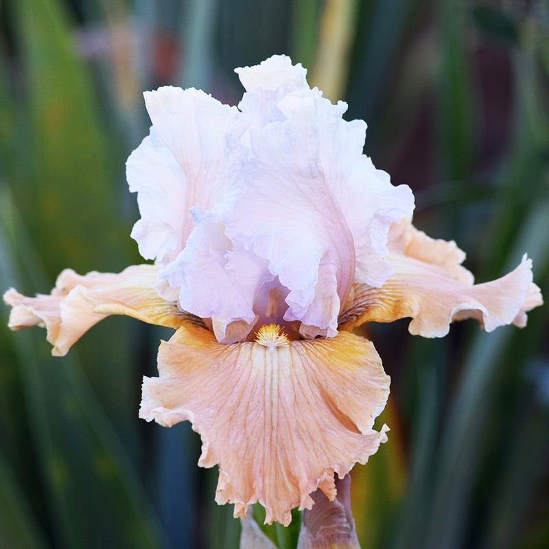 Bearded Iris Perennial Plants