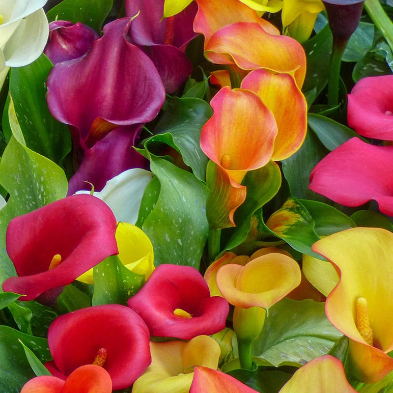 Deer Resistant Spring-Planted Flower Bulbs
