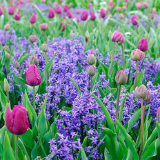 Fall-Planted Bulb Collections