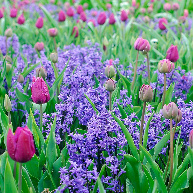 Fall-Planted Flower Bulb Collections