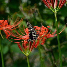 Fall-Planted Bulbs To Attract Butterflies