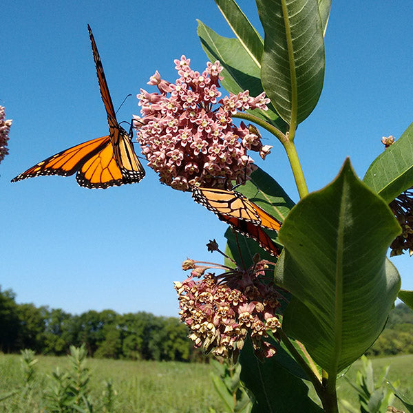 Native Wildflower Seeds, Perennial Plants, and Flower Bulbs