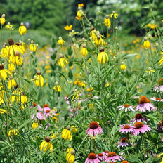 Native Midwest Wildflowers