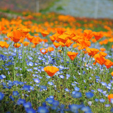 Native Pacific Northwest Wildflowers