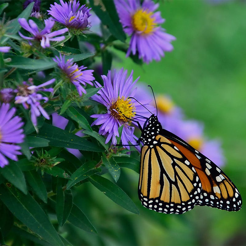 Aster Seeds