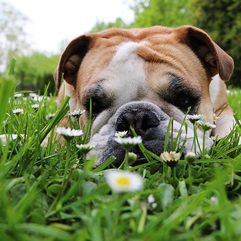 Bestselling Clover & Grass Seeds