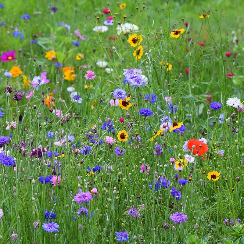 Regional Wildflower Seed Mixes